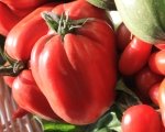 Coltivare l'orto per coltivare fraternità: tornano I Pomodori dell'Oratorio Grand Paradis