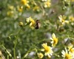 Giornata delle Api, a Gressan un pomeriggio di laboratori e attività
