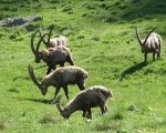 Lega Abolizione Caccia: riforma-vergogna apre alla caccia allo stambecco