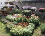 Ad Aymavilles la 4a edizione della mostra mercato Marché aux Fleurs