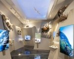 Giornata della Biodiversità, il 22 maggio ingresso gratuito al Museo di Scienze naturali