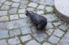 Aosta verso un piano di controllo dell'avifauna