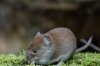 Hantavirus, Usl: per la popolazione valdostana rischi sostanzialmente nulli