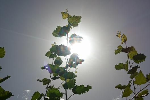 Meteo Valle d'Aosta: oggi il giorno più caldo, poi temperature in leggero calo